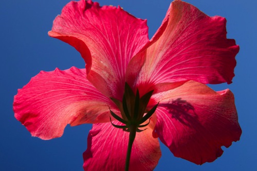 Hibiscus 2, Block Island, RI (3915 SA).jpg Hibiscus 2, Block Island, RI (3915 SA).jpg
